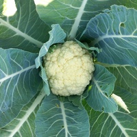 Blumenkohl
