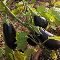 Aubergine