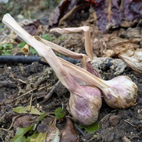 Knoblauch