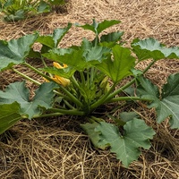 Zucchini