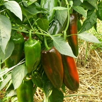 Paprika