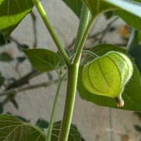 Physalis