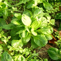Feldsalat