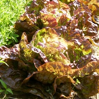 Kopfsalat