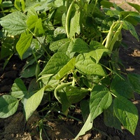 Buschbohne
