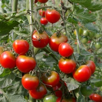 Tomate