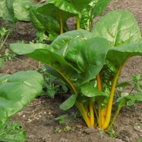 Mangold (Blatt-)