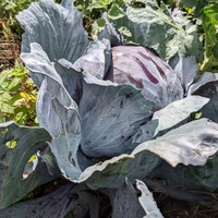 Rotkohl