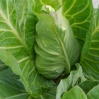 Weißkohl