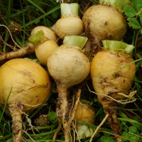 Mairübchen