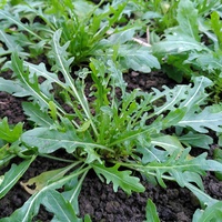 Rucola
