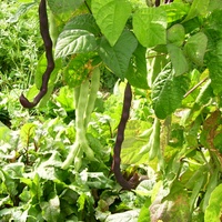 Stangenbohne