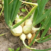 Zwiebel