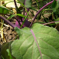 Kohlrabi