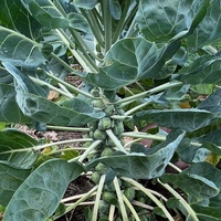 Rosenkohl