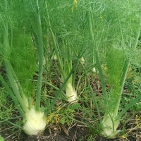 Fenchel