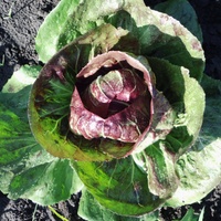 Radicchio