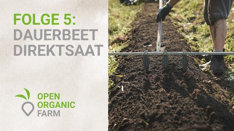05 Dauerbeet für Direktsaat vorbereiten