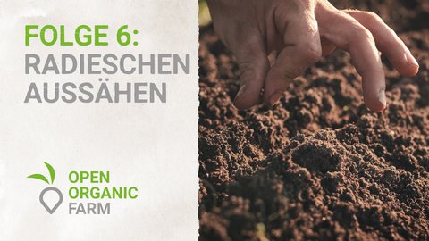 06 Radieschen aussähen
