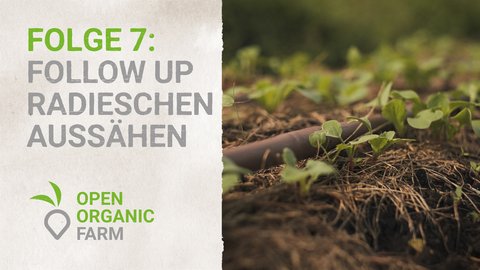 07 Follow up Radieschen