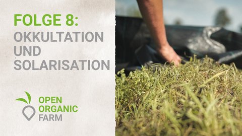 08 Dauerbeete Okkultation und  Solarisation