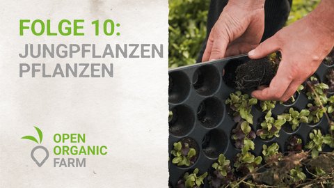 10 Jungpflanzen pflanzen