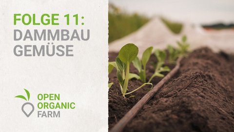 11 Dammbau Gemüse