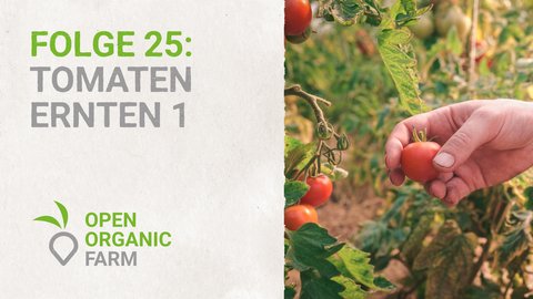 25 Tomaten ernten Teil 1