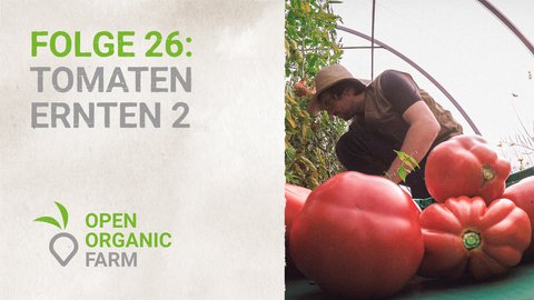 26 Tomaten ernten Teil 2