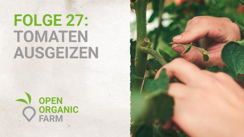 27 Tomaten ausgeizen