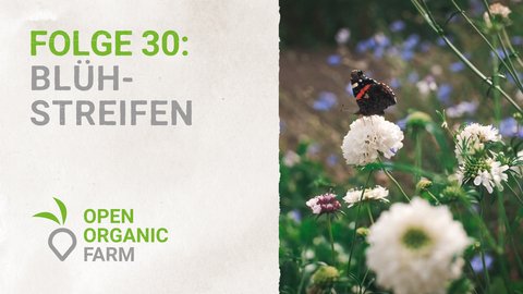 30 Blühstreifen