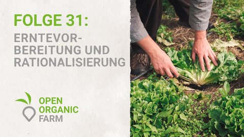 31 Erntevorbereitung und -rationalisierung
