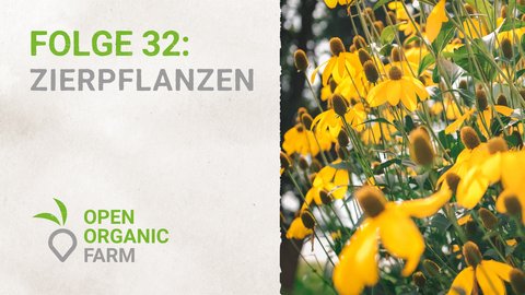 32 Zierpflanzen