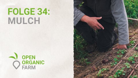 34 Mulch