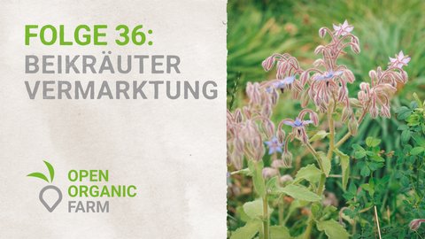 36 Beikräuter