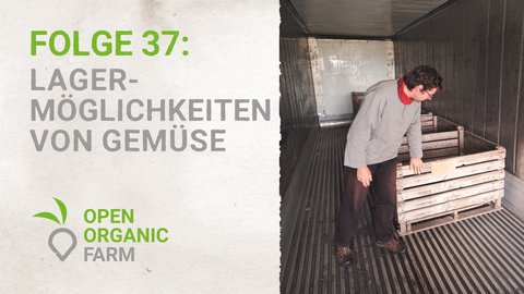 37 Lagermöglichkeiten von Gemüse
