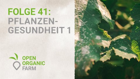 41 Pflanzengesundheit Teil 1