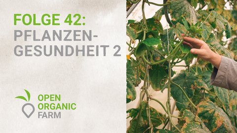 42 Pflanzengesundheit Teil 2