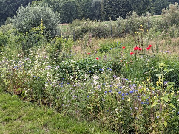 Agroforsthecke mit Randblühstreifen