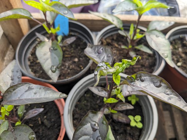 Blattlausbefall bei Chilli Jungpflanzen.