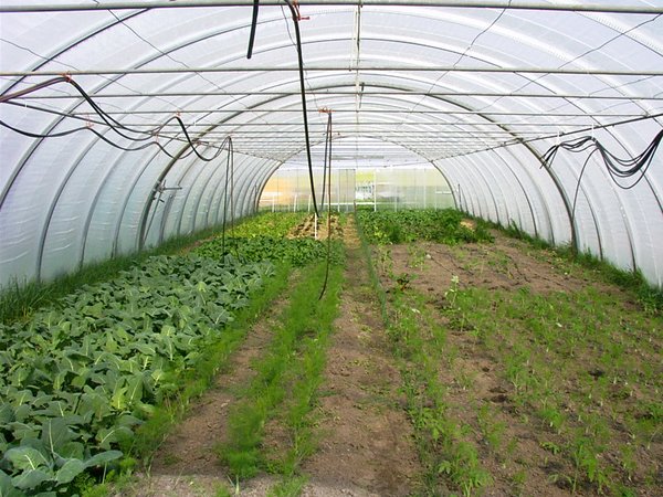 Folientunnel Mischkulturstreifen mit Tomaten