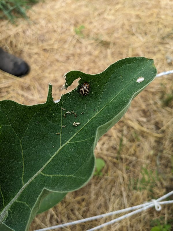 Kartoffelkäfer Befall an Auberginen.