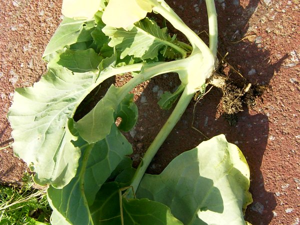 Kohlfliegen Befall an Kohlrabi.
