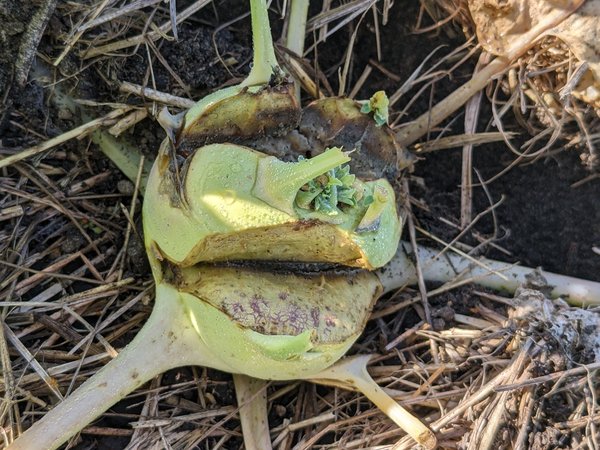 Geplatzter Kohlrabi, Ursache ist meist ein Bewässerungsfehler.