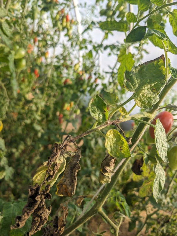 Krautfäule an Tomatenblättern