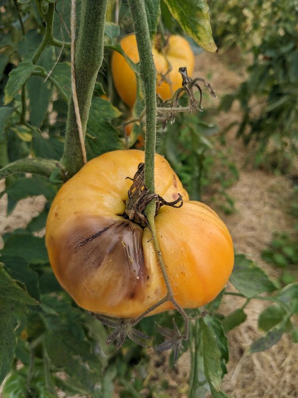 Krautfäule bei Tomaten an der Frucht.