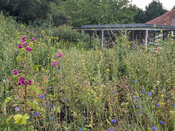 Ein mehrjähriger Blühstreifen im AI- Market Garden