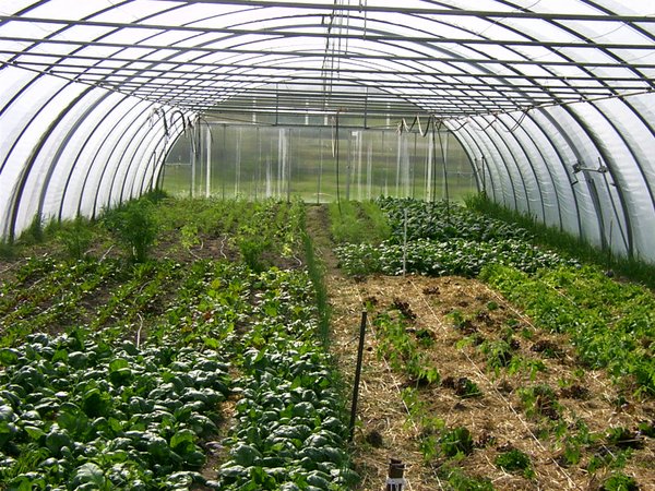 Mischkultur in einem größeren Folientunnel. Die weißen Schnüre markieren die zukünftigen Tomatenreihen.