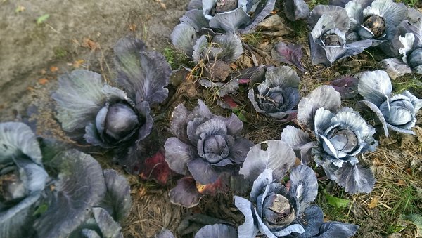 Auch dieser Rotkohl sollte abgeerntet werden, bevor der Schadpilz seine Qualität noch weiter mindert.