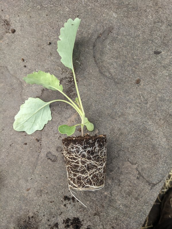 Kohlrabi-Jungpflanze mit Wurzeldrall. Fester Pflanzballen, der gut geeignet ist, um mit der Pflanzmaschine zu arbeiten. Die Wurzeln werden Probleme haben, sich den gesamten Wurzelraum zu erschließen.